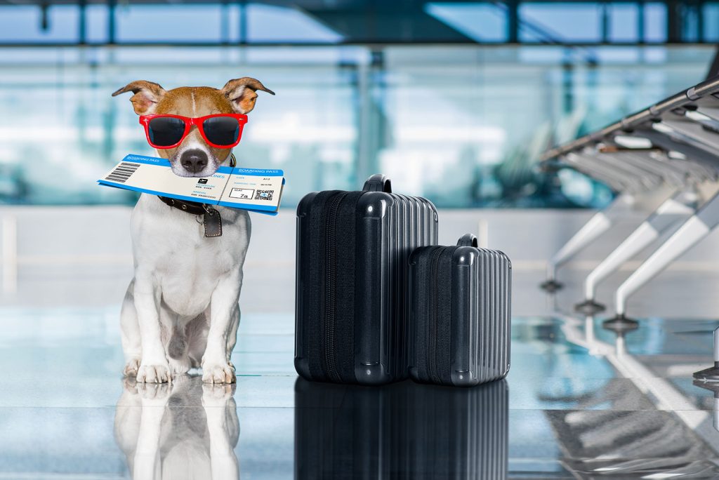 HOW TO TRAVEL WITH YOUR PET AT ISTANBUL AIRPORT?
